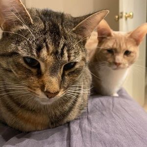 Meet your Posher, Ingrid